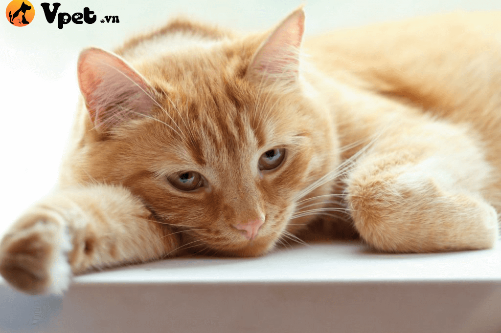 Viêm đĩa đệm ở mèo - Dấu hiệu, chuẩn đoán và cách điều trị